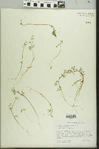 Floerkea proserpinacoides image