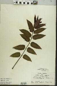 Ailanthus altissima image