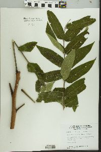 Ailanthus altissima image