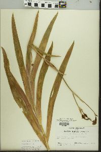 Image of Iris domestica