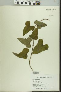 Dioscorea oppositifolia image