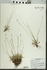 Lachnocaulon anceps image