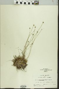 Lachnocaulon anceps image