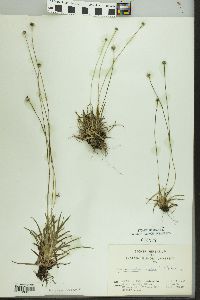 Lachnocaulon anceps image