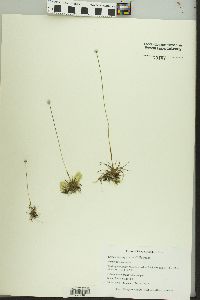 Eriocaulon aquaticum image