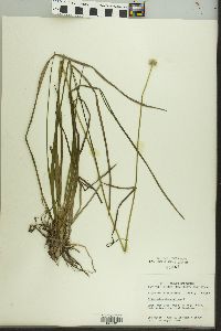 Eriocaulon decangulare image