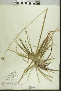 Eriocaulon decangulare image