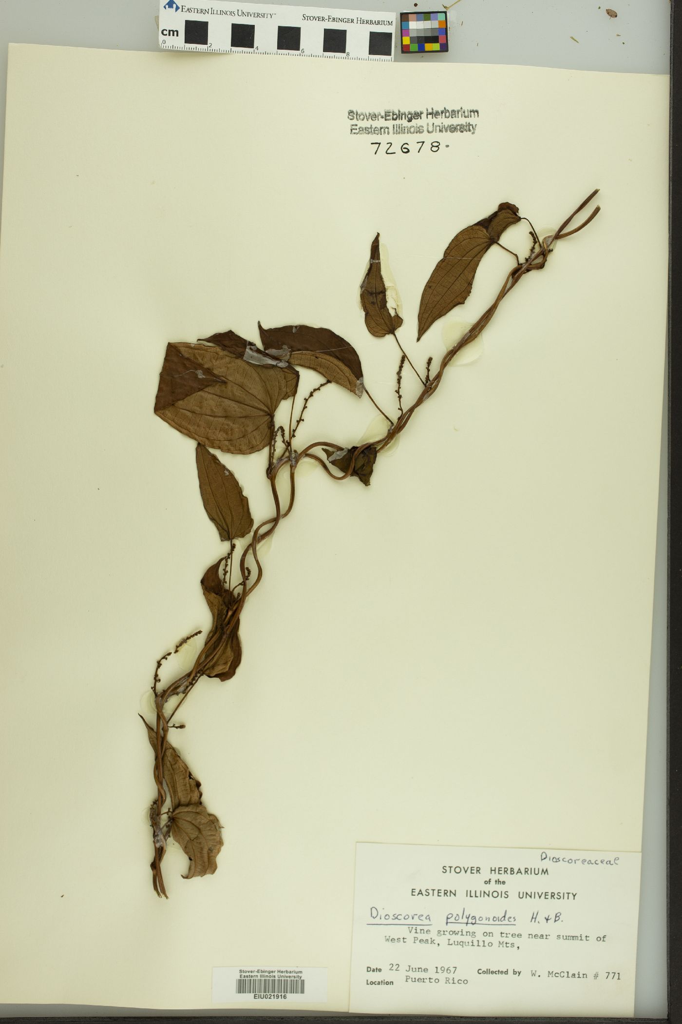 Dioscorea polygonoides image
