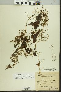 Dioscorea sinuata image