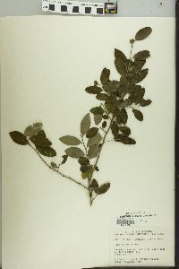 Ilex vomitoria image