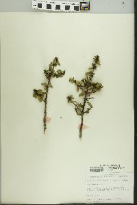 Ilex vomitoria image