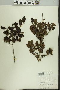 Ilex vomitoria image