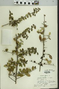 Ilex vomitoria image