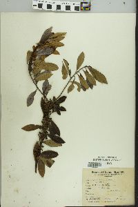 Ilex dumosa image