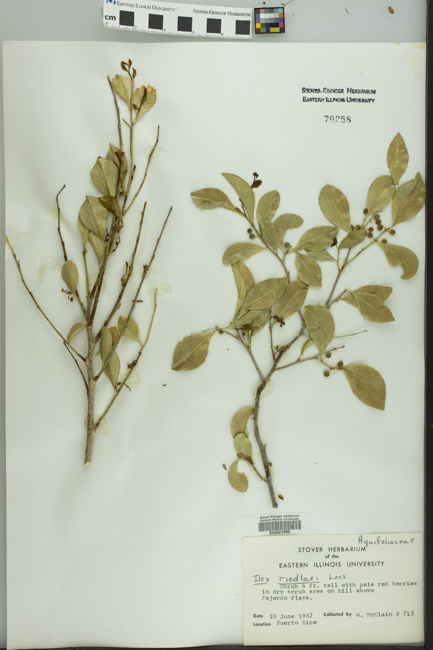 Ilex riedlaei image