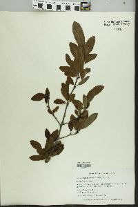 Ilex mucronata image