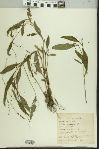 Persicaria hydropiper image