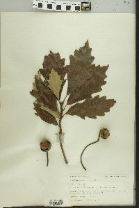 Quercus bicolor image