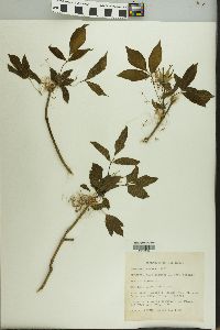 Acer negundo var. negundo image