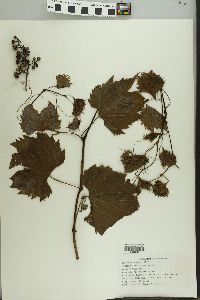 Vitis vulpina image