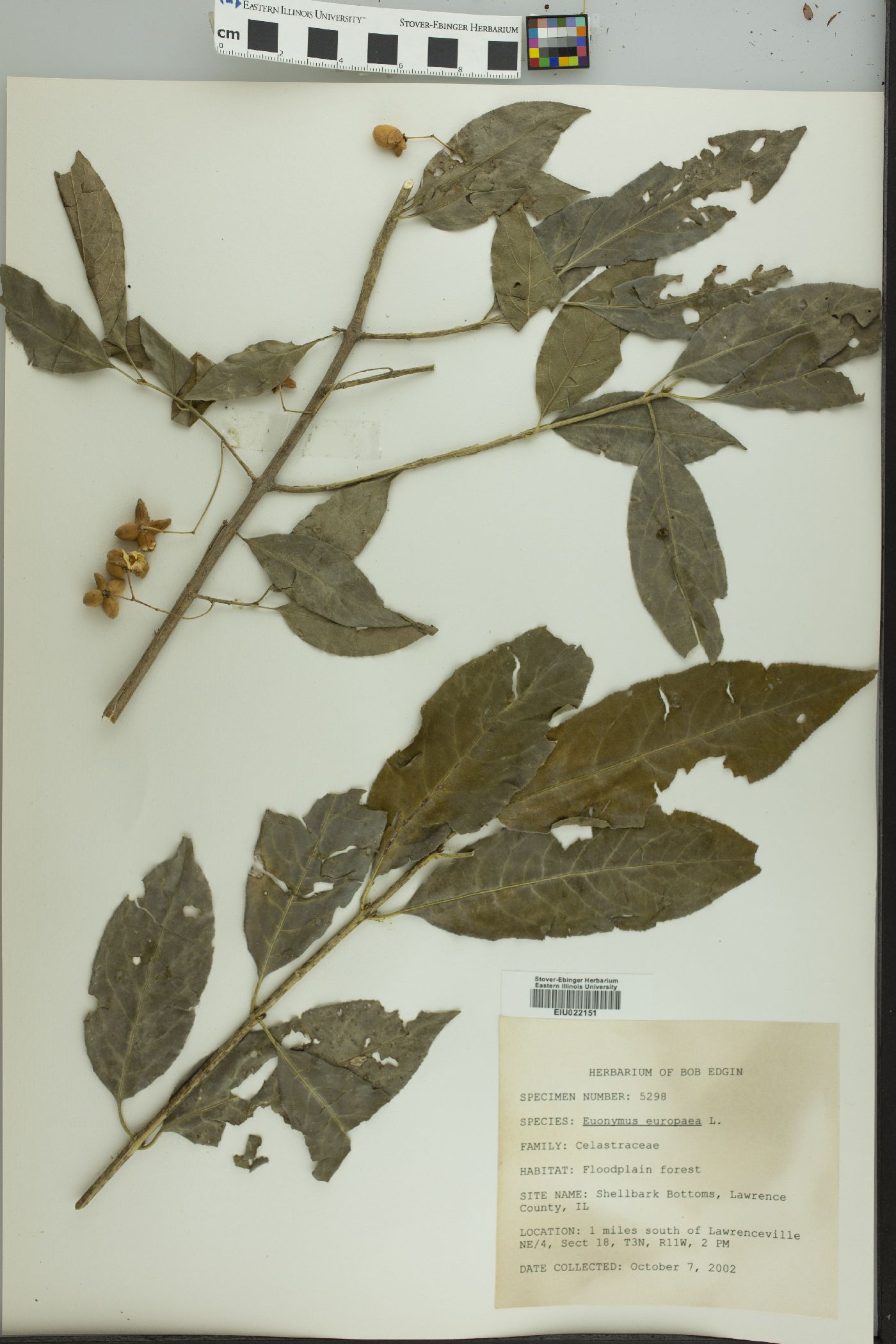 Euonymus europaea image