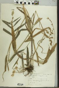 Chasmanthium latifolium image