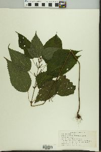 Image Associated With the Occurence