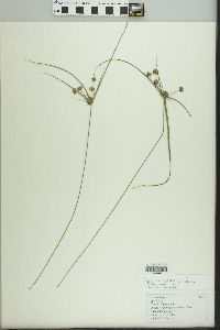 Cyperus croceus image