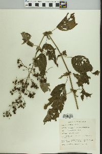 Scrophularia marilandica image