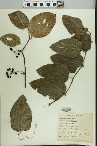 Smilax tamnoides image