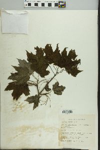 Acer rubrum var. rubrum image