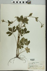 Sanicula canadensis var. canadensis image