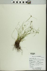 Cyperus gracilis image