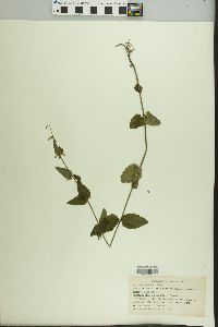 Scutellaria nervosa var. nervosa image