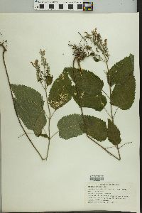 Scutellaria ovata image