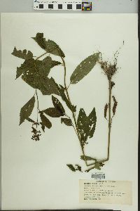 Stachys tenuifolia image