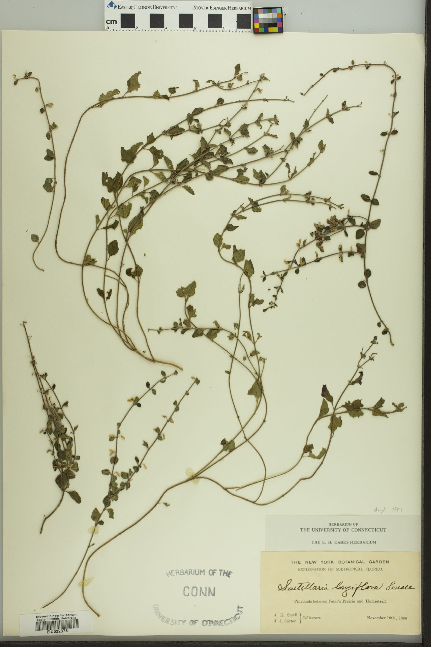 Scutellaria havanensis image