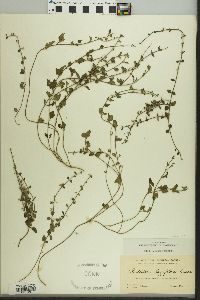 Image of Scutellaria havanensis
