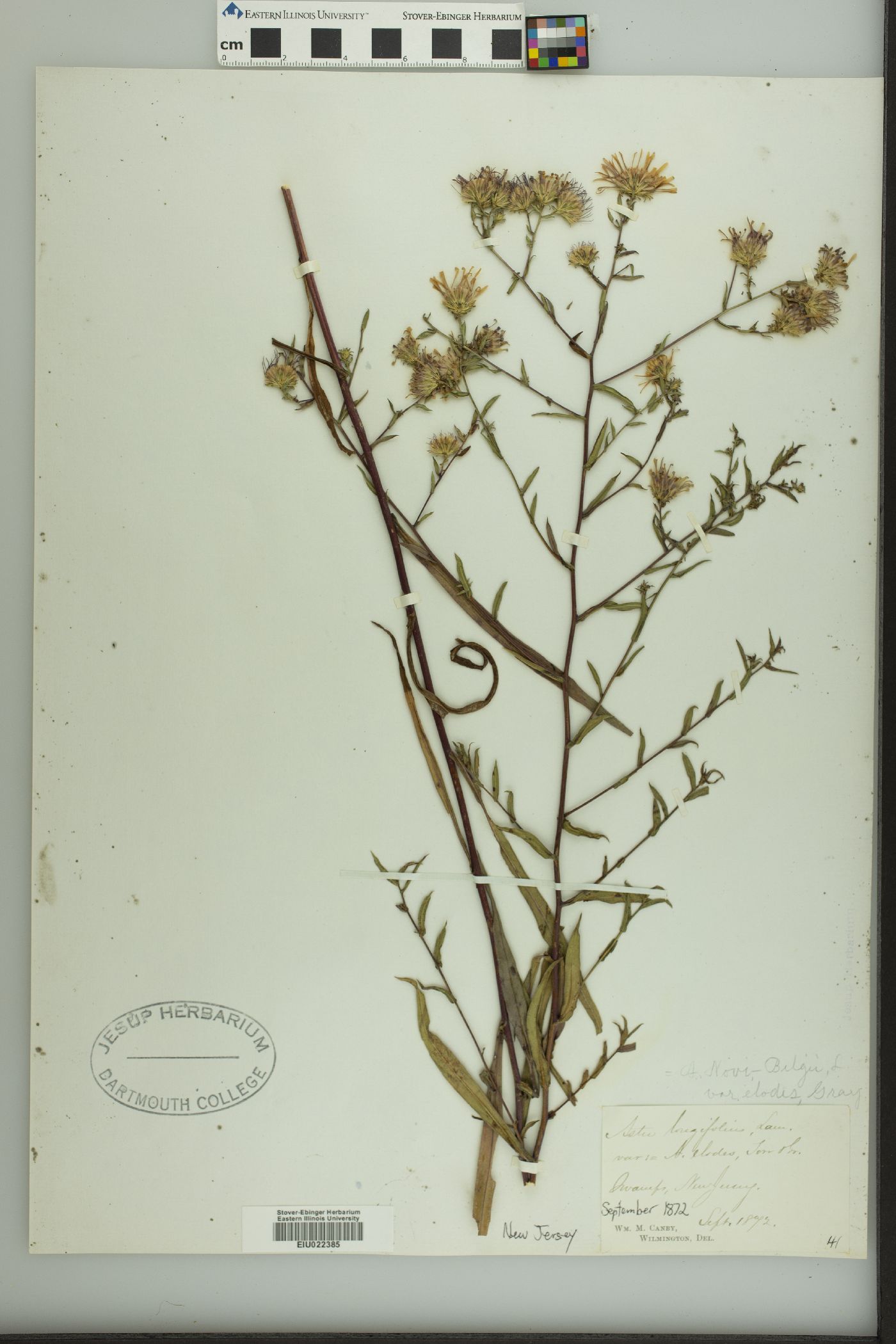 Symphyotrichum novi-belgii var. elodes image