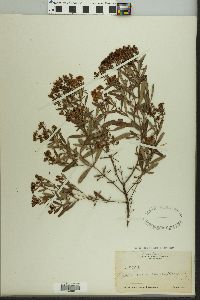 Hypericum densiflorum image