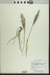 Pennisetum alopecuroides image