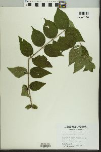 Lonicera maackii image