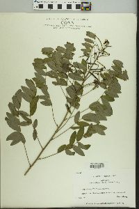 Senna hebecarpa image