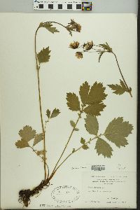 Geum rivale image