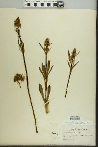 Valeriana edulis image