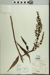 Rumex altissimus image