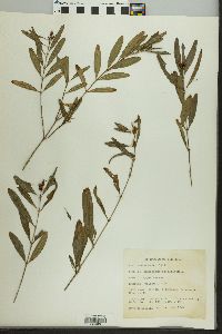 Hypericum prolificum image