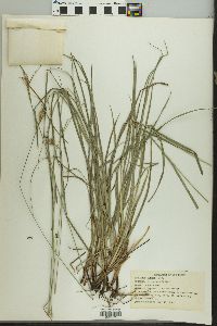 Carex bushii image