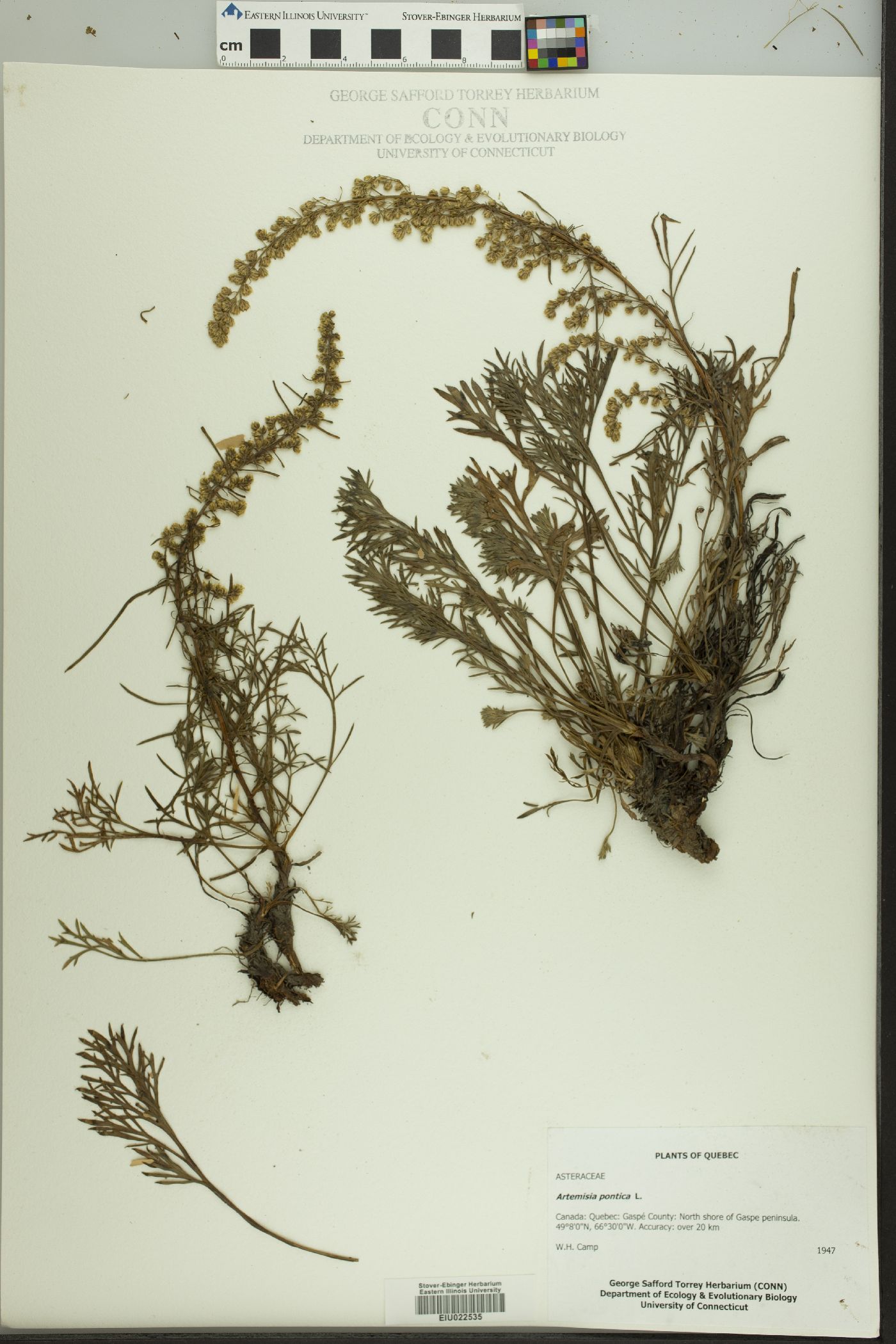 Artemisia pontica image