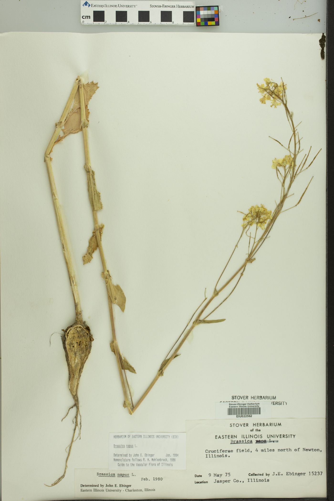 Brassica napus image